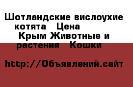 Шотландские вислоухие котята › Цена ­ 2 000 - Крым Животные и растения » Кошки   